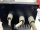 Danfoss VTL6004HT4C54STR3DLF00A00C0 Frequenzumrichter 4,8 kVA