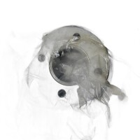 NK 20 25 42 Bremsscheibe (2 Stück) für Ford 5026785, 6676462